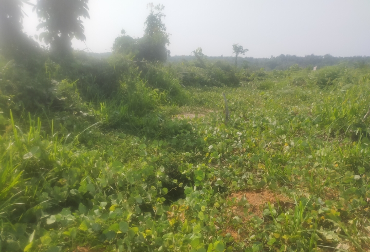 Terbengkalai, Lahan PSR Gapoktan Beringin Jaya Berubah Jadi Belukar
