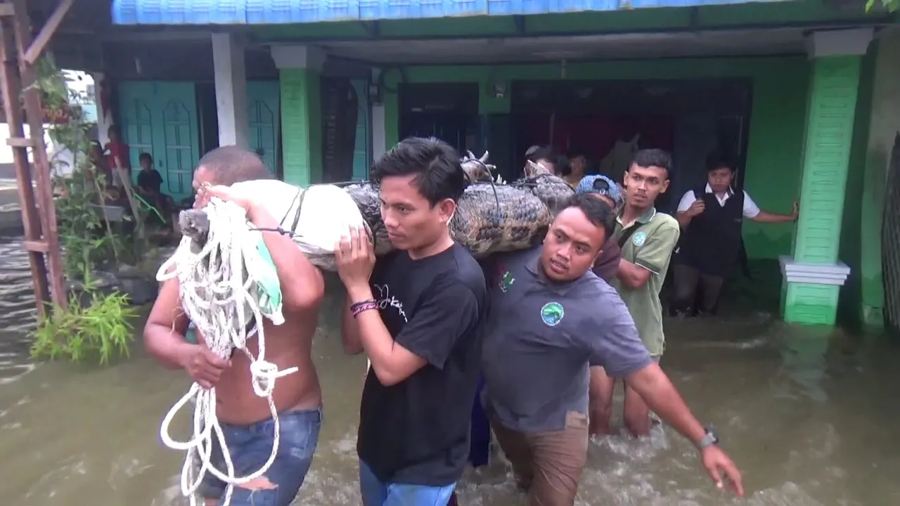BBKSDA Sumut Evakuasi Buaya Panjang 3 Meter di Sergai