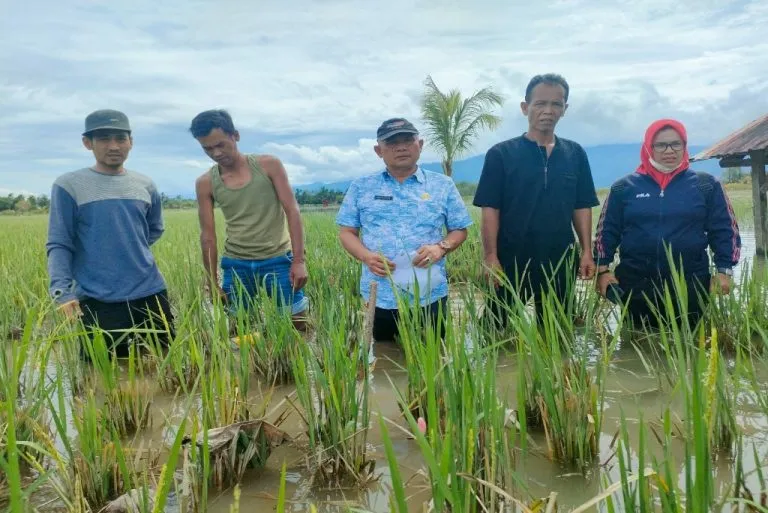 Terendam Luapan Sungai,<br>171 Ha Gagal Panen Siabu