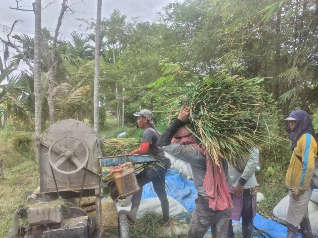 Pupuk Subsidi Di Agara Langka Dan Mahal