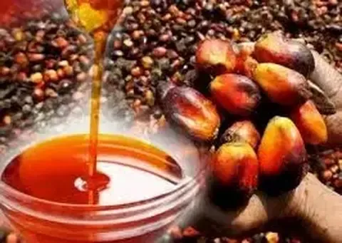 Harga CPO Naik, Terdorong Lonjakan Minyak Global
