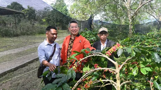 Buyer Singapura Tinjau Industri PDM Coffee, Bangun kerjasama Ekspor