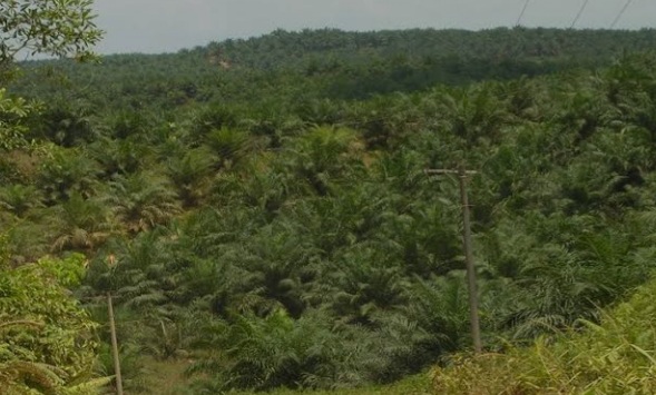 Hutan Lindung Dibajak Kelapa Sawit