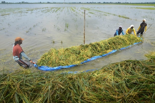 Banjir, Sawah Di 2 Kecamatan Rusak