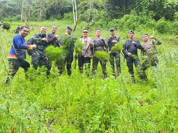 1 Ha Ladang Ganja Tak Bertuan Di Tor Sihite