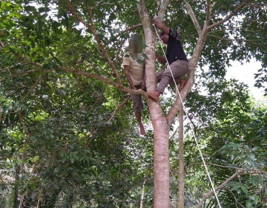 Warga Tapsel Bunuh Diri Di Pohon Jengkol