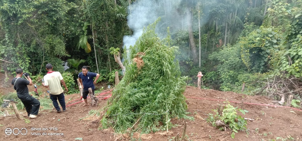 Polisi Temukan Lahan Ganja Di Aceh Utara