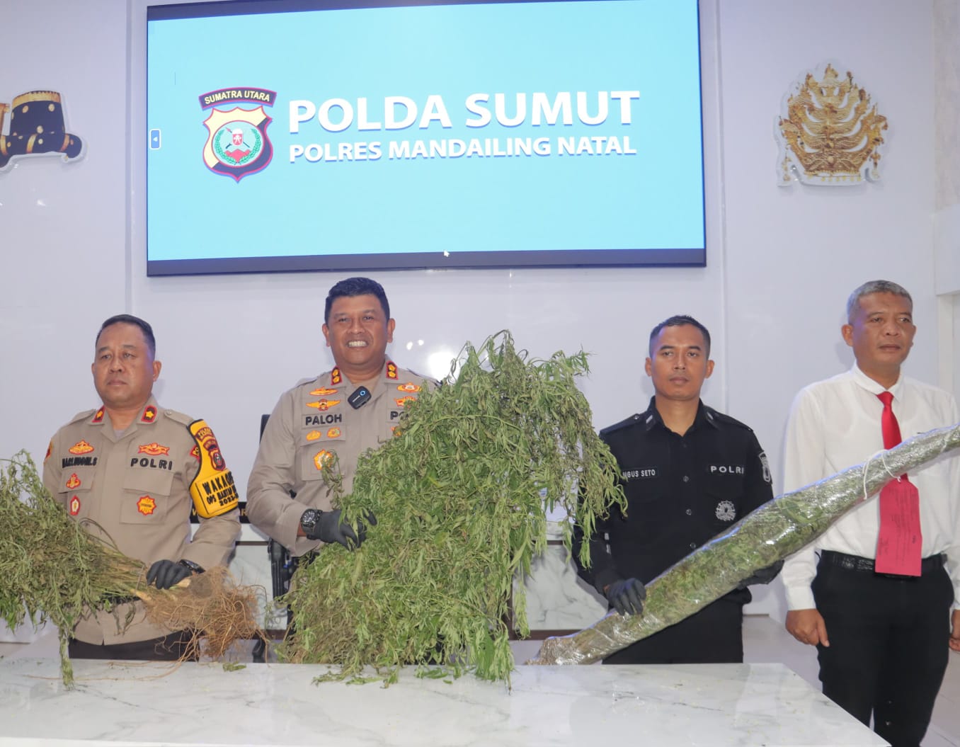 Polres Madina Temukan 1,5 Ha Ladang Ganja