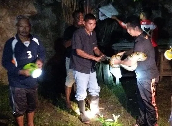Heboh, Aksi Heroik Aipda T. Saiful Bahri Tangkap Ular Piton
