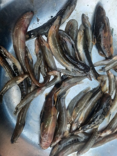 Incor, Ikan Digandrungi Di Madina Hampir Punah