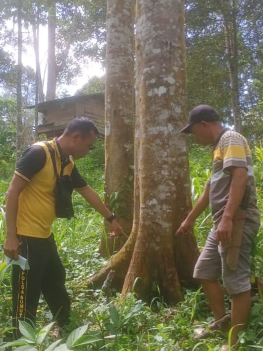 Polsek Sibabangun Tangani Perkara Pengrusakan Pohon Durian
