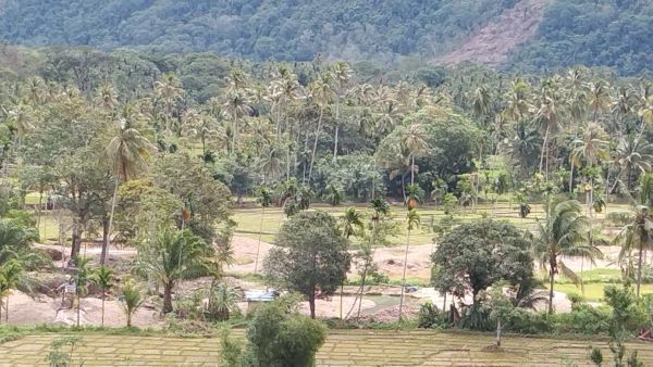 Lahan Sawah Terus Berkurang Akibat Tambang Emas Liar Dan Alih Fungsi