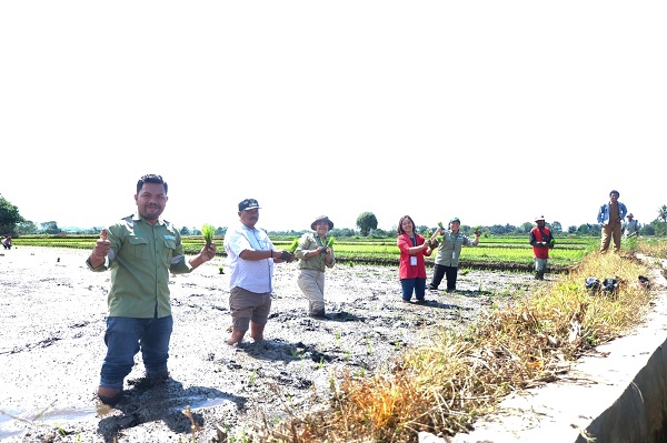 TPL Bantu 940 Kg Benih Padi Untuk 150 KK Petani Di Toba
