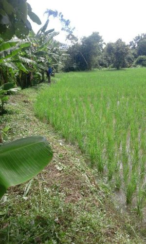 BUMG Matang Rubek Berhasil Kembangkan Usaha Pengelolaan Sawah