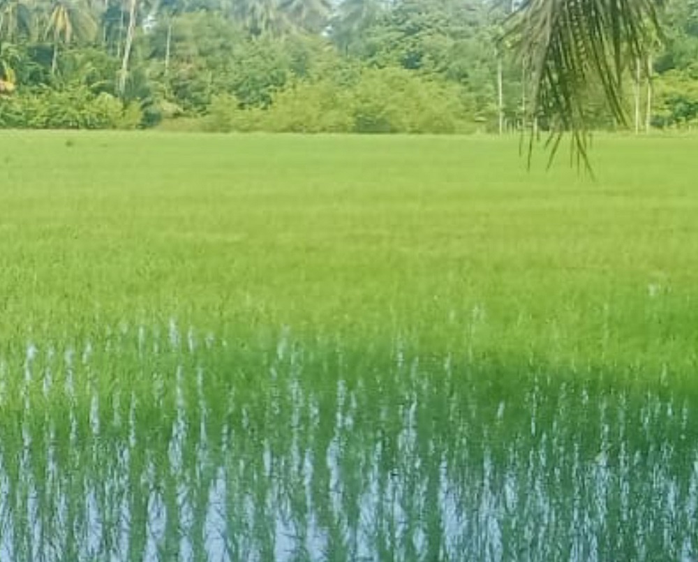Direndam Banjir, Belasan Ha Tanaman Padi Terancam Gagal Panen