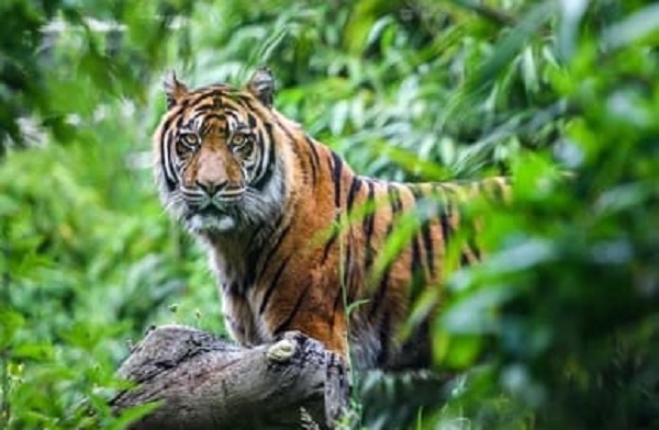 Harimau Teror Tambangan, Warga Takut Dan Kelaparan