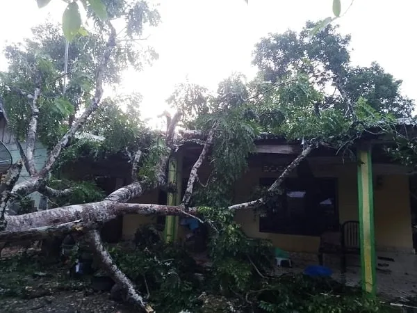 Angin Kencang Landa Aceh Timur, Rumah Warga Rusak Tertimpa Pohon