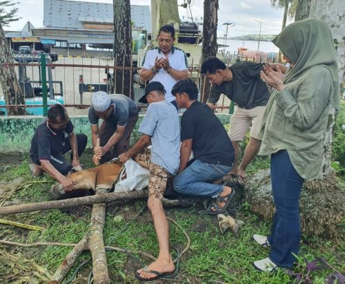 PT Pelindo Cabang Gunungsitoli Kurban 1 Sapi