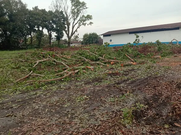 Penebangan Pohon Mahoni Di Balai UPUBKB Sesuai Mekanisme