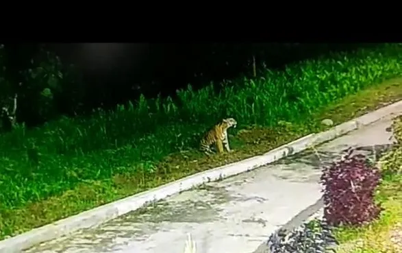 Harimau Berkeliaran Resahkan Warga Agara