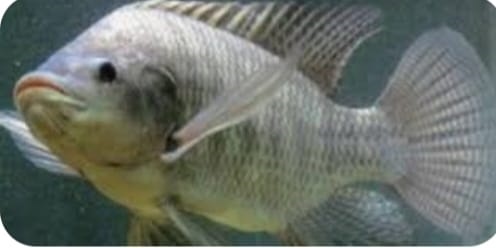 Cegah Stunting, Bumil Dan Busui Disarankan Konsumsi Protein Ikan Nila