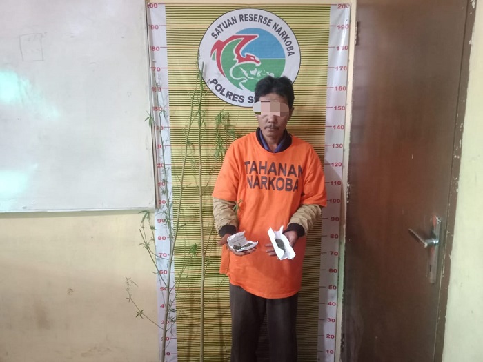 Tanam Ganja, Seorang Pria Di Samosir Ditangkap