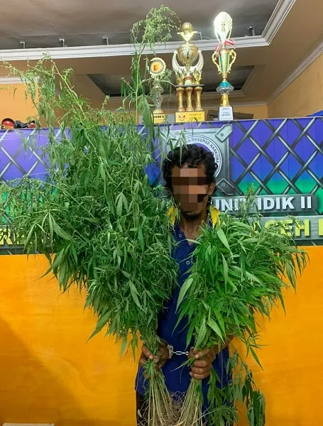 Tanam Ganja Di Pekarangan, Oknum Nelayan Digelandang Polisi