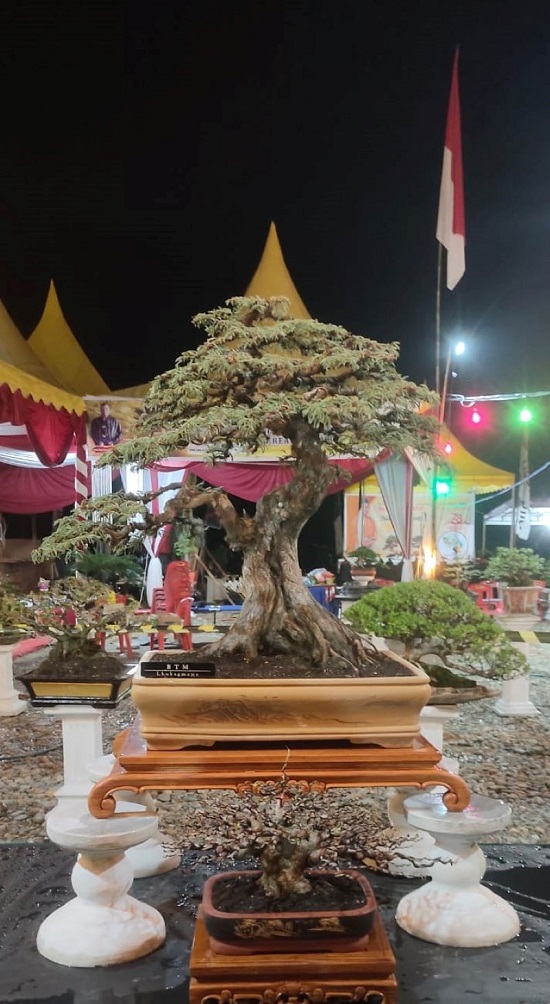 Ratusan Tanaman Bonsai Ramaikan Pameran TAMBOI II