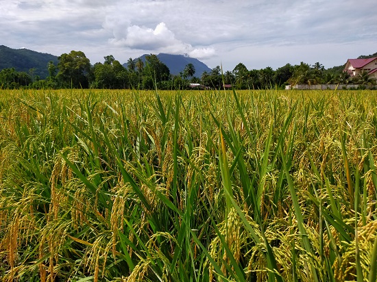 Harga GKP Di Abdya Rp5.300 Perkilogram