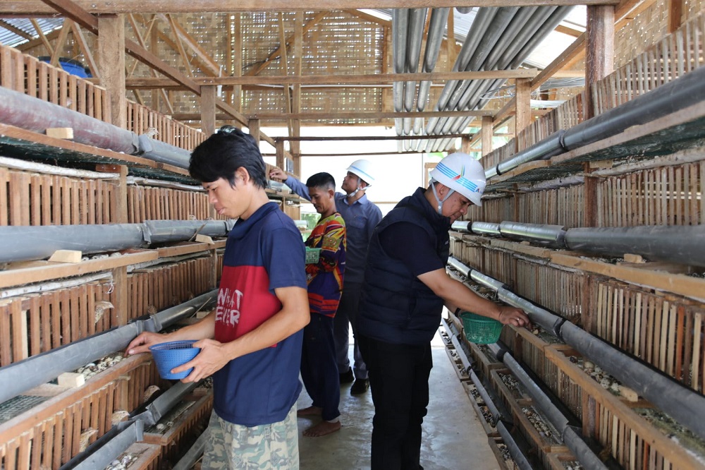 Tingkatkan Ekonomi Lokal Di Jalur Transmisi, Inalum Bina Kelompok Peternak Burung Puyuh