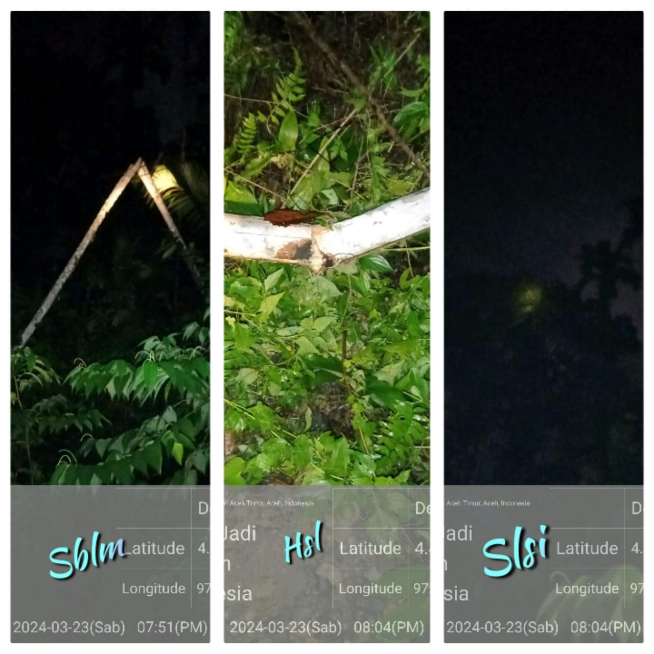 2.140 KK Gelap, PLN: Ada Pohon Pinang Tumbang