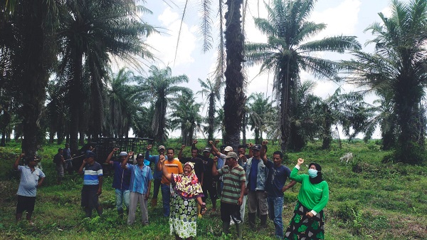 Warga Harap PTPN2 Izinkan Lembu Digembala Di Kebun TGPM
