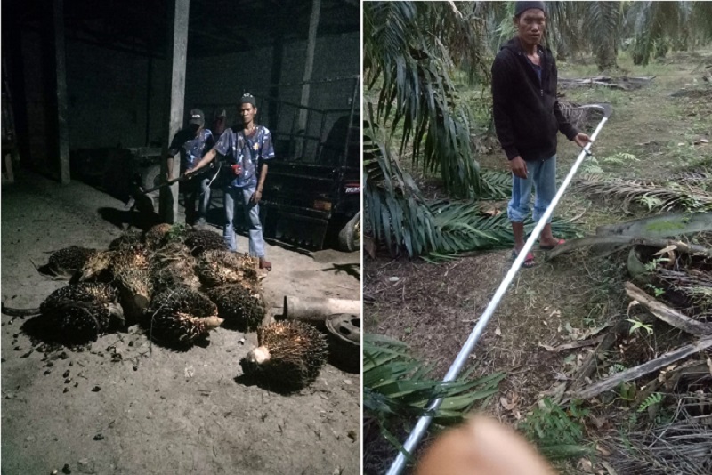 Penjaga Gagalkan Pencurian TBS Di Kebun Paluh Sipat