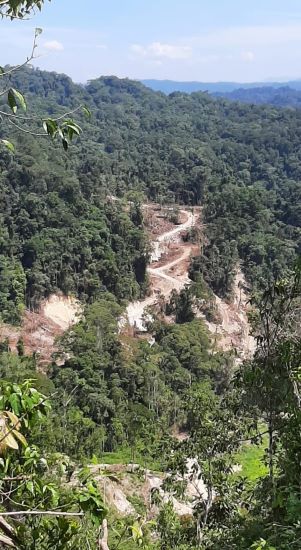 Illegal Logging Di Tapsel, Oknum KLHK Bungkam, Pengusaha Ngaku Punya Izin