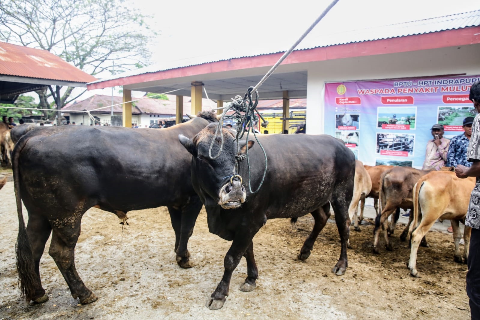 Stok Hewan Qurban Di Aceh Besar Capai Ribuan Ekor