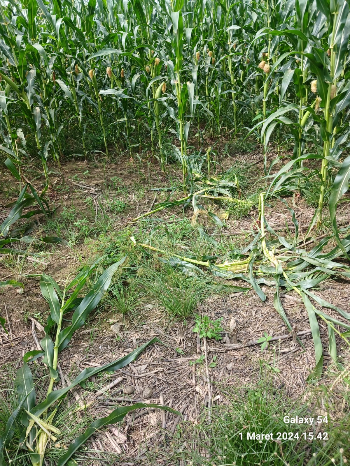 Lahan Kebun Warga Kluet Tengah Diamuk 'Po Meurah'