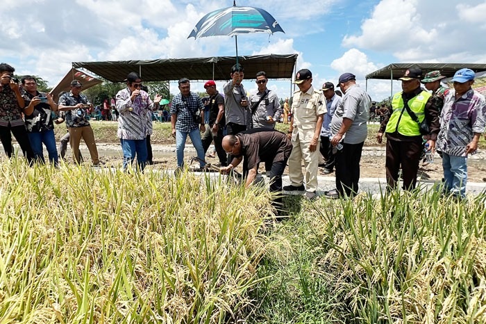 Syah Afandin Ingin Jadikan Langkat Lumbung Pangan Nasional