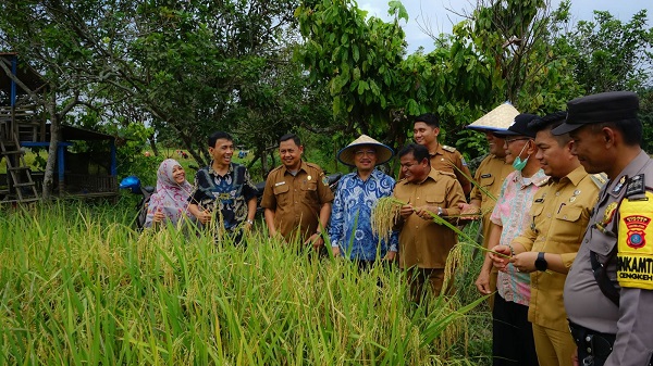 Panen Raya Padi Di Lingkungan IX Kelurahan Cengkeh Turi