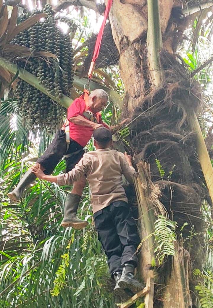 Pria Lansia Terjebak Di Pohon Aren