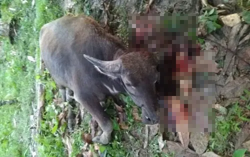 8 Sapi Dan Kerbau Mati Mendadak Di Madina