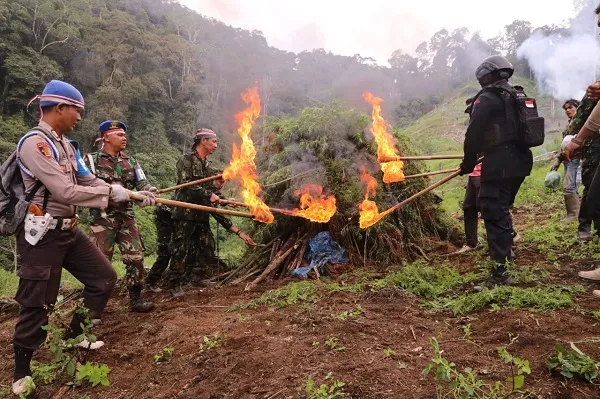 5 Ha Ladang Ganja Di Madina Dimusnahkan, 25 Ton Dibabat