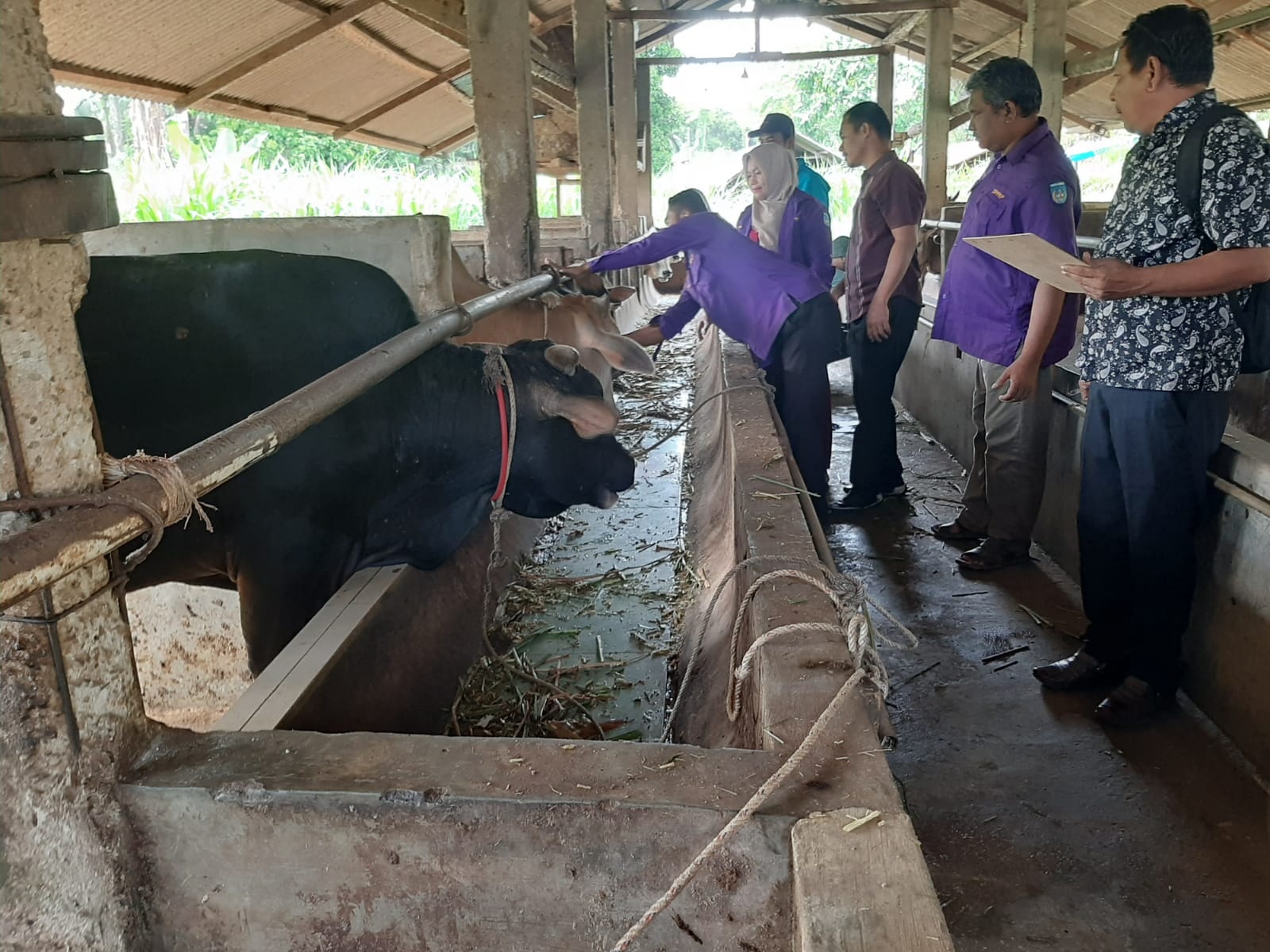 Ratusan Hewan Qurban Diperiksa Kesehatan