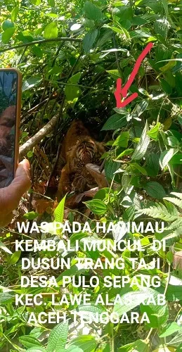 Harimau Kembali Resahkan Warga Agara