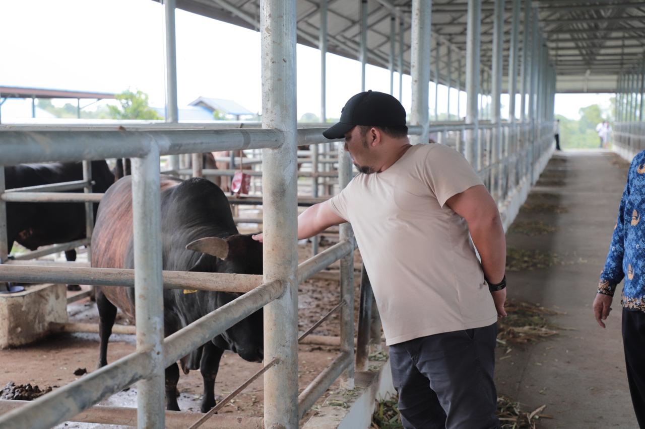 Pj Bupati Yakin Aceh Besar Punya Potensi Kembangkan Sapi Berkualitas