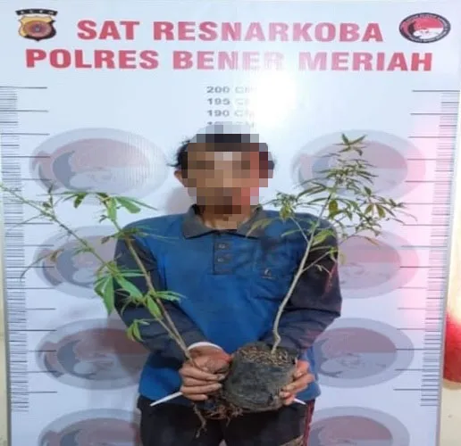 Polisi Bener Meriah Amankan Pekebun Kopi Tanam Ganja