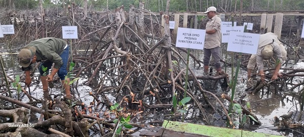 Hukum Lemah Penyebab Konversi Hutan Mangrove Di Langkat Merajalela