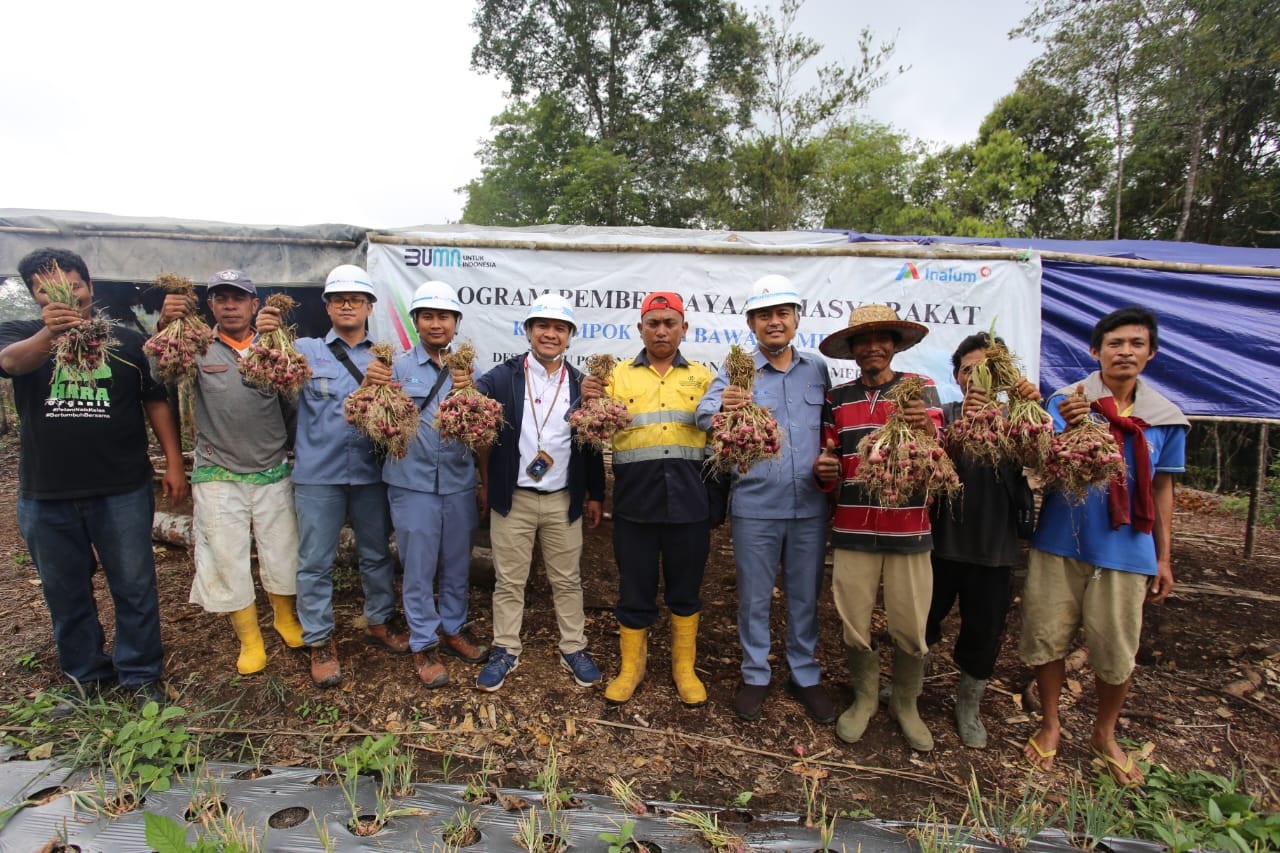 Kolaborasi Inalum Dan Kelompok Tani, Panen Bawang Merah Di Toba