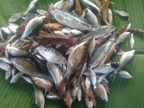 Ikan Segar Dari Aek Godang Batanggadis Gunungbarani