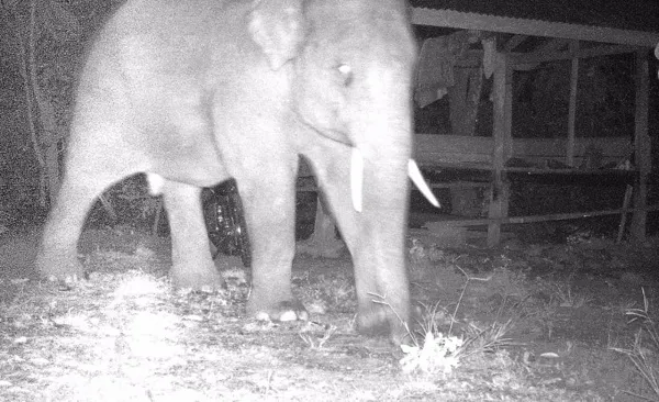 50 Ekor Gajah Mengamuk Di Pidie