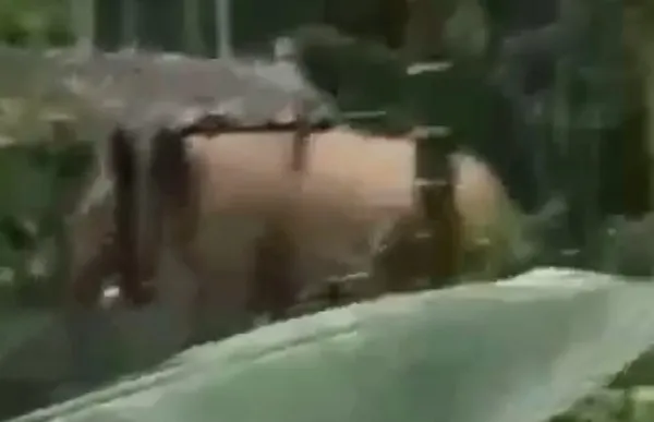 Kawanan Gajah Liar Ganggu Warga Tangse